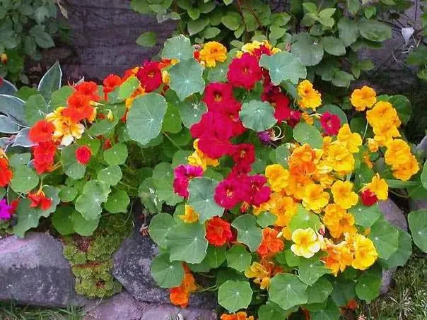 Nasturtium: collecting seeds 