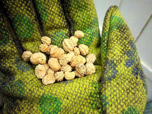 Nasturtium: collecting seeds 