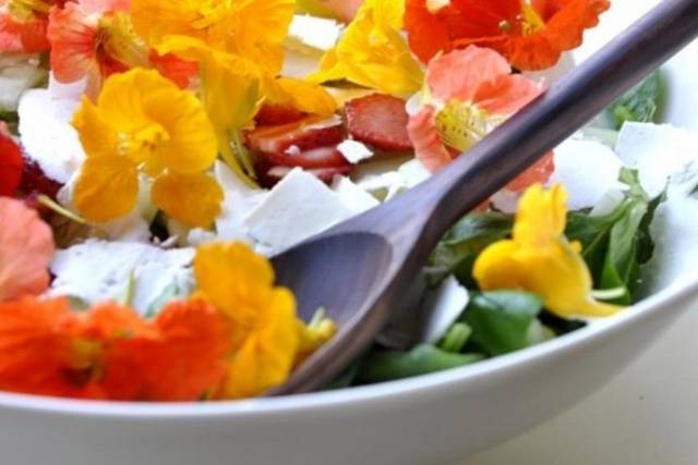 Nasturtium: collecting seeds 