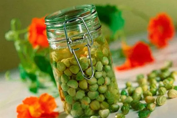 Nasturtium: collecting seeds 