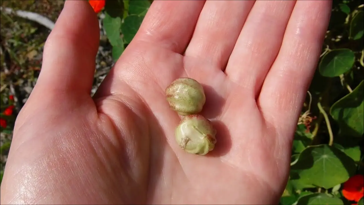 Nasturtium: collecting seeds 