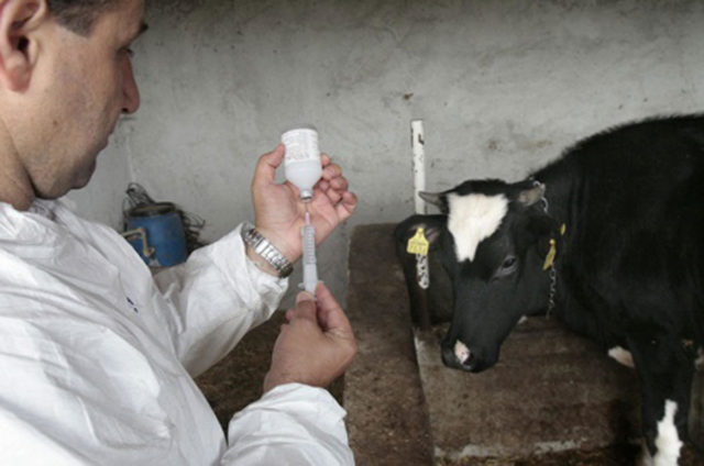 Necrobacteriosis in cattle: treatment and prevention