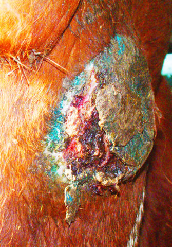 Necrobacteriosis in cattle: treatment and prevention