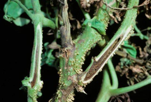 Necrosis of the core of the tomato stem: control measures, photo