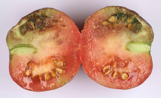 Necrosis of the core of the tomato stem: control measures, photo