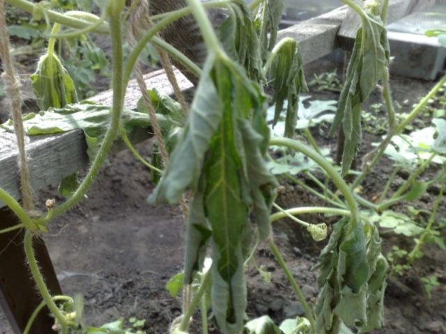 Necrosis of the core of the tomato stem: control measures, photo