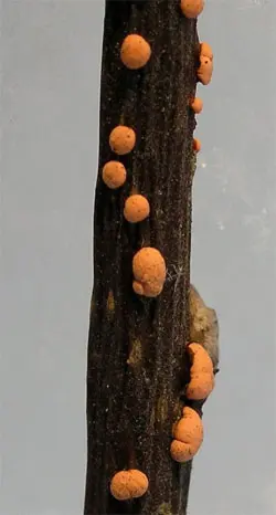 Nectria cinnabar red (Nectria cinnabarina) photo and description