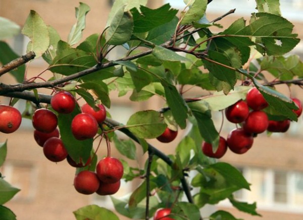 Nedzvetsky apple tree: features and characteristics of the variety