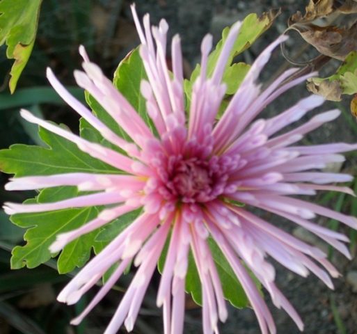 Needle chrysanthemums: photo, description, planting and care