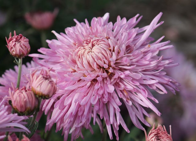 Needle chrysanthemums: photo, description, planting and care