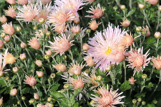 Needle chrysanthemums: photo, description, planting and care