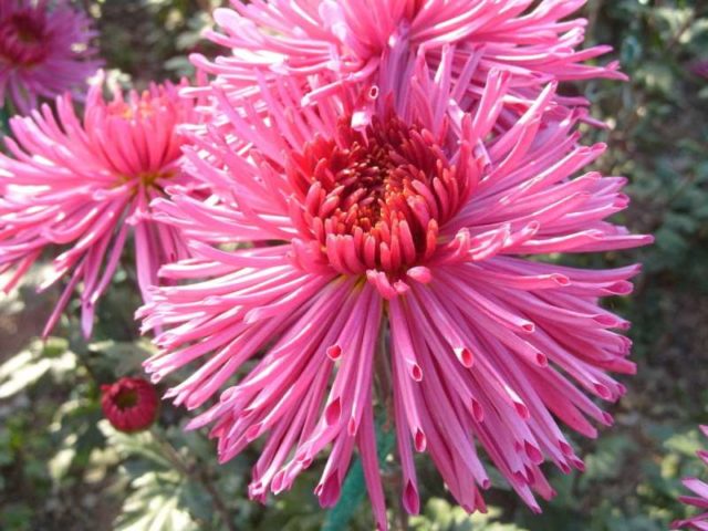 Needle chrysanthemums: photo, description, planting and care