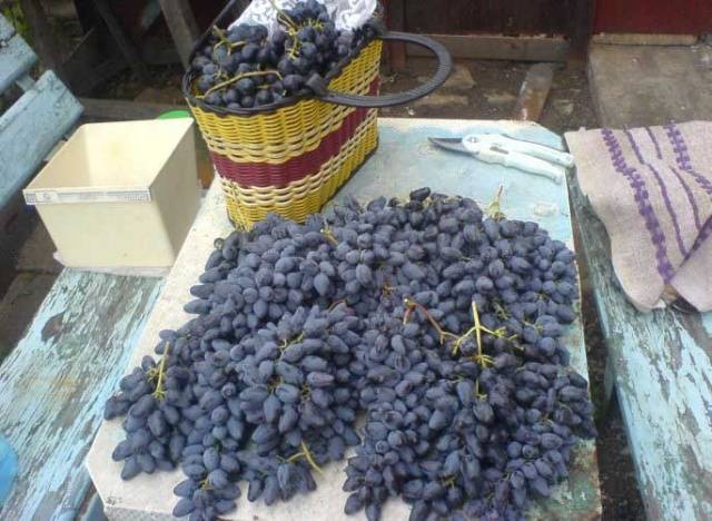 Negrul&#8217;s Memory Grape