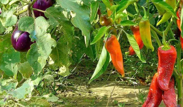 Neighborhood of eggplants with other crops: in a greenhouse, in the open field, in the garden