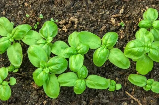 Neighborhood of eggplants with other crops: in a greenhouse, in the open field, in the garden