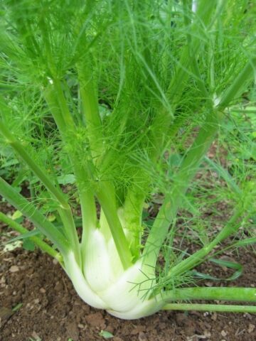 Neighborhood of eggplants with other crops: in a greenhouse, in the open field, in the garden