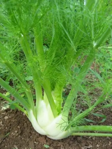 Neighborhood of eggplants with other crops: in a greenhouse, in the open field, in the garden