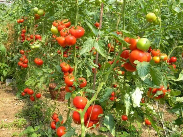 Neighborhood of eggplants with other crops: in a greenhouse, in the open field, in the garden