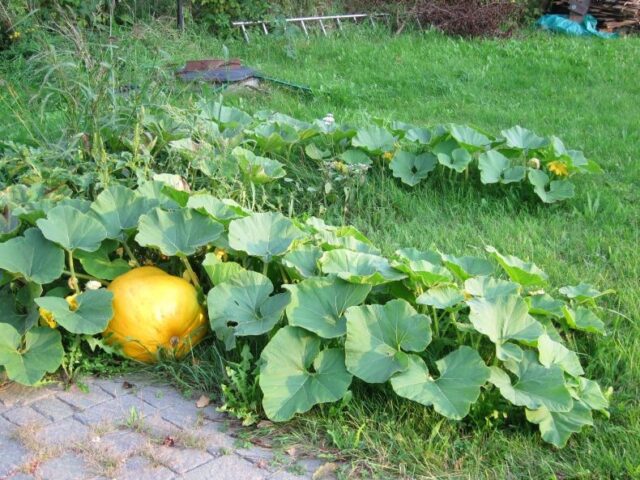 Neighborhood of eggplants with other crops: in a greenhouse, in the open field, in the garden