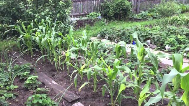 Neighborhood of eggplants with other crops: in a greenhouse, in the open field, in the garden