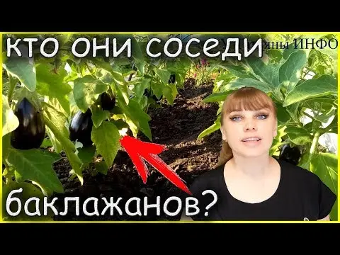 Neighborhood of eggplants with other crops: in a greenhouse, in the open field, in the garden