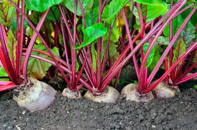 Neighborhood of eggplants with other crops: in a greenhouse, in the open field, in the garden