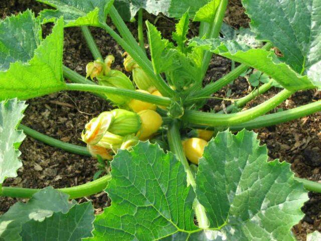 Neighborhood of eggplants with other crops: in a greenhouse, in the open field, in the garden