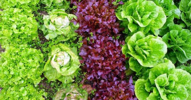 Neighborhood of eggplants with other crops: in a greenhouse, in the open field, in the garden