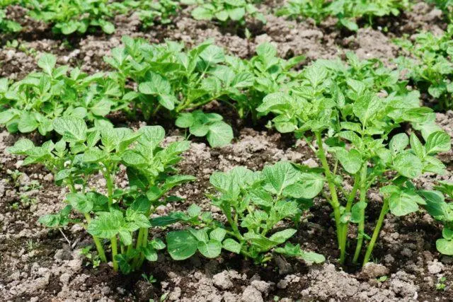 Neighborhood of eggplants with other crops: in a greenhouse, in the open field, in the garden