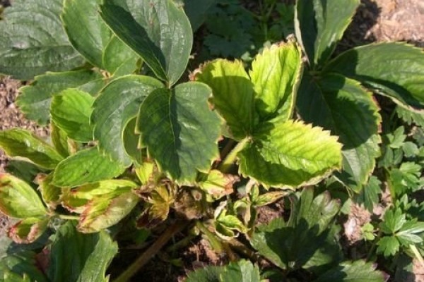 Nematode on strawberries: pest control methods