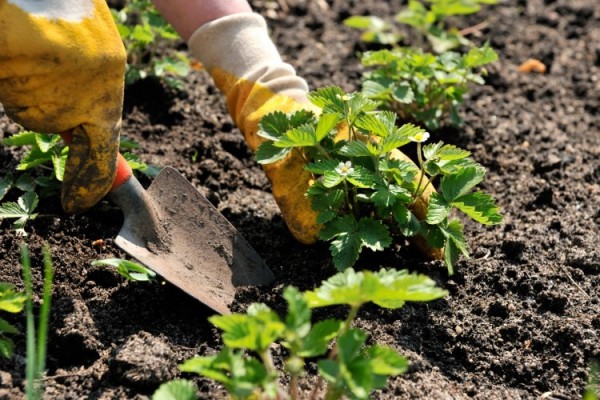 Nematode on strawberries: pest control methods