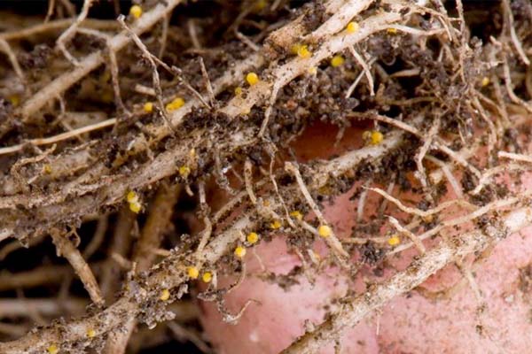 Nematode on strawberries: pest control methods