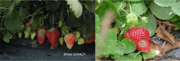 Nematode on strawberries: pest control methods