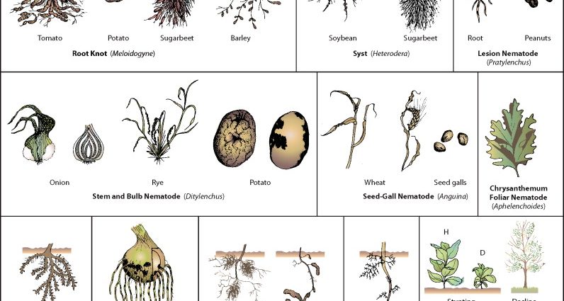 Nematodes &#8211; what they are, symptoms