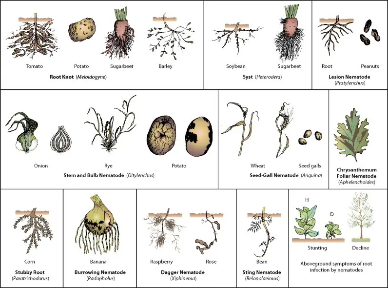 Nematodes &#8211; what they are, symptoms