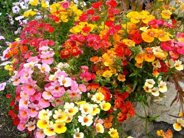 Nemesia: growing from seeds at home