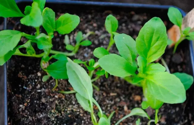 Nemesia: growing from seeds at home