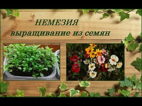 Nemesia: growing from seeds at home