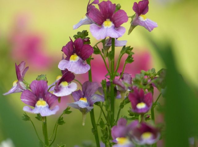 Nemesia: growing from seeds at home