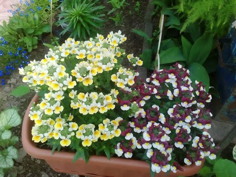 Nemesia: growing from seeds at home