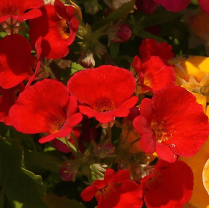 Nemesia: planting and care, photos of flowers in a flower bed and in landscape design, reviews