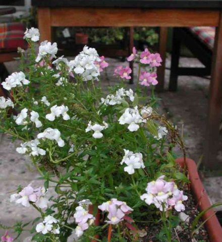 Nemesia: planting and care, photos of flowers in a flower bed and in landscape design, reviews