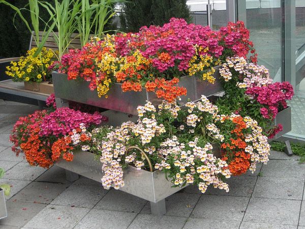 Nemesia: planting and care, photos of flowers in a flower bed and in landscape design, reviews