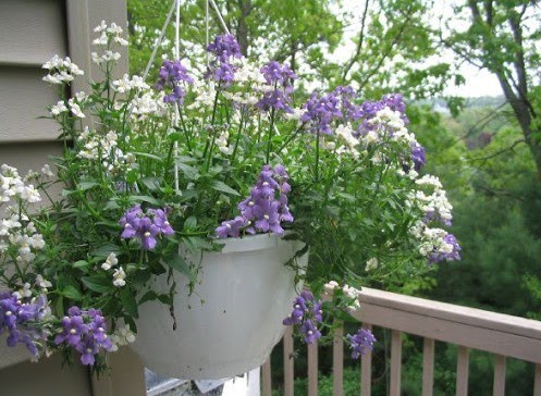 Nemesia: planting and care, photos of flowers in a flower bed and in landscape design, reviews