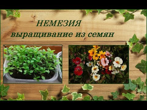 Nemesia: planting and care, photos of flowers in a flower bed and in landscape design, reviews