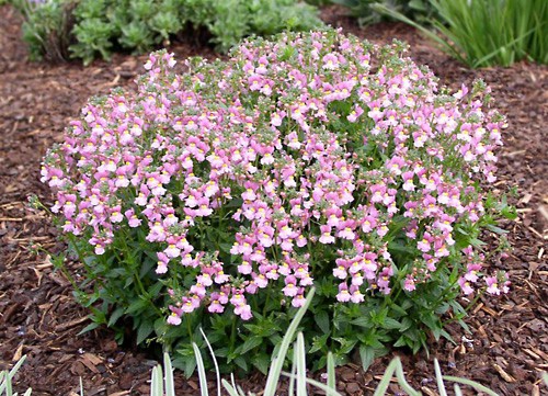 Nemesia: planting and care, photos of flowers in a flower bed and in landscape design, reviews