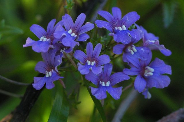 Nemesia: planting and care, photos of flowers in a flower bed and in landscape design, reviews