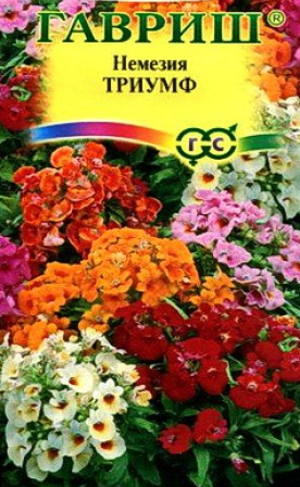 Nemesia: planting and care, photos of flowers in a flower bed and in landscape design, reviews