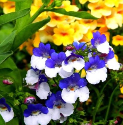 Nemesia: planting and care, photos of flowers in a flower bed and in landscape design, reviews