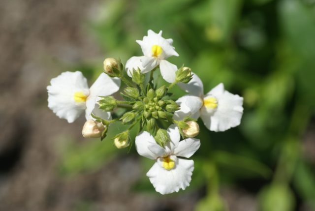 Nemesia: planting and care, photos of flowers in a flower bed and in landscape design, reviews